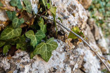 Close-up of some vine leaves, on some rocks.
