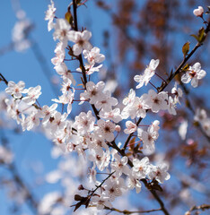 Branches of flowering apricots
