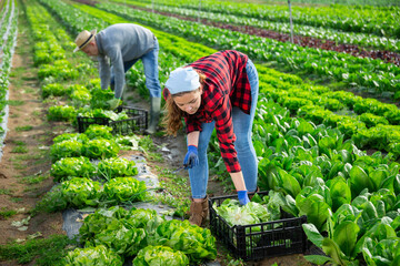 Young woman gardener harvesting green lettuce cultivar on family farm field on sunny spring day