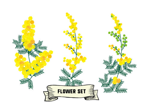 ミモザ Images Browse 4 178 Stock Photos Vectors And Video Adobe Stock