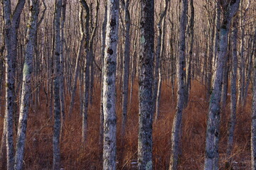 Obraz premium 茶色の森のカバノキの木立。