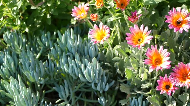 Daisy or marguerite colorful flowers, California USA. Aster or cape marigold multicolor purple violet bloom. Home gardening, american decorative ornamental houseplant, natural botanical atmosphere.