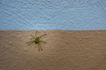spider on the wall