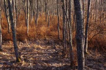 茶色の森のカバノキの木立。