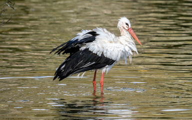 Weißstorch beim baden