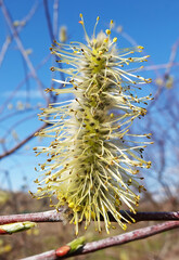 Buds bloom on the willow tree in spring © SERHII BLIK