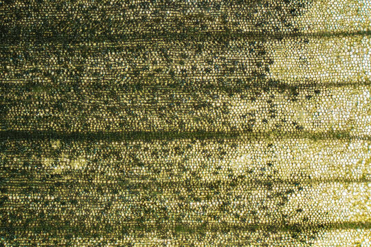 Macro view of organic fiber texture with linear pattern and microscopic detail, scientific abstract background for biotechnology or tech industry