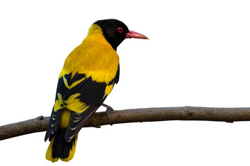 Black-hooded Oriole bird on brabch on white background.
