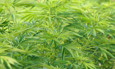 Green cannabis sativa leaf background in outdoor farm