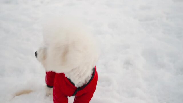 A Bichon Frize dog in a red jumpsuit walks in winter. Close-up portrait. Pet walking concept.