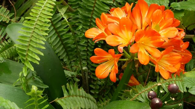 Natal bush kafir lily flower, California, USA. Clivia miniata orange flamboyant exotic fiery vibrant botanical bloom. Tropical jungle rainforest atmosphere. Natural garden vivid fresh juicy greenery.