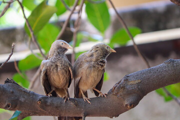 grey bird couple on a tree