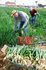 Gardeners husband and wife during harvesting of green onions in the field