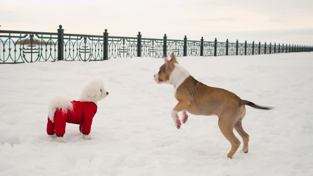 American Staffordshire Terrier puppy and a Bichon Frize dog in red overalls walk and frolic together on snow-covered embankment. Concept of acquaintance and communication of dogs of different breeds.