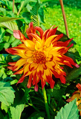 dahlia sp. vurvogel, fam. compositae