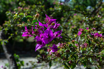 garden in andratx,majorca, spain