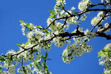 Weiße Blüten im Sonnenschein vor blauen Himmel - Hintergrund und Banner