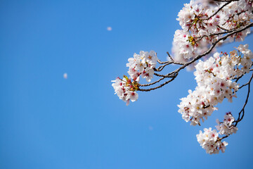 青空と桜