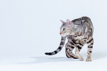 Silver Bengal Cat in studio
