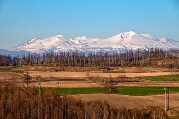 春の美瑛の丘と大雪山の風景
