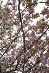 Cherry blossom flowers