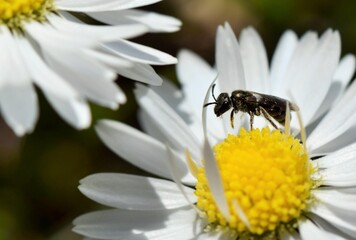 Insecte sur une fleur