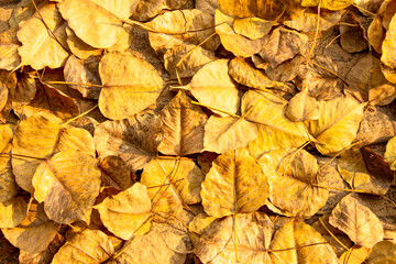 Bodhi leaves that fell to the ground