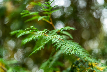 A close of the leaves of a cedar tree