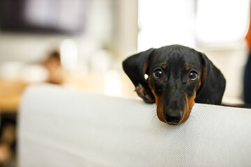 Baby dog with lovely eyes, enjoying on the sofa.