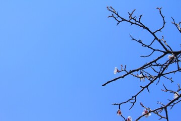 Beautiful cherry blossoms and blue sky