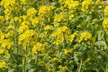 Obraz premium 菜の花のクローズアップ