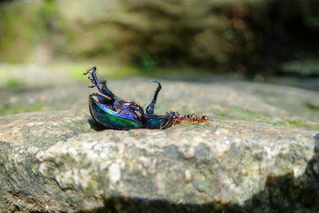 Fototapete bei efototapeten.de bestellen   