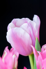 Pink tulip cultivar with many petals macro photography on a pink background of other tulips. 