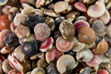 Macro photography of a pile of tiny shells. Top view shows intricate shapes, patterns, colors and...