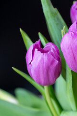 Purple tulip cultivar with many petals macro photography on a pink background of other tulips. 