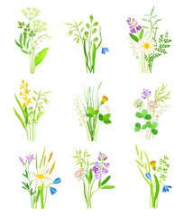 Floral Composition with Wildflowers and Meadow Plants Vector Set