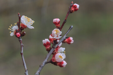 two branches with buds and flowering apricot flowers