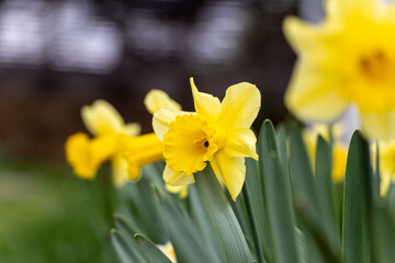 Yellow daffodil flowers in a garden close up