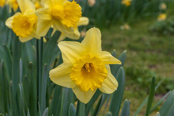 Yellow daffodil flowers in a garden close up