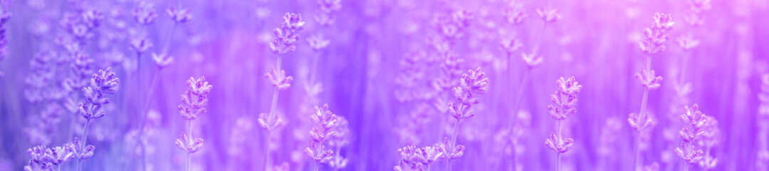 Fototapeta na wymiar Panoramic fresh lavender flowers.