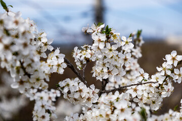 trees blooming with white flowers in springtime