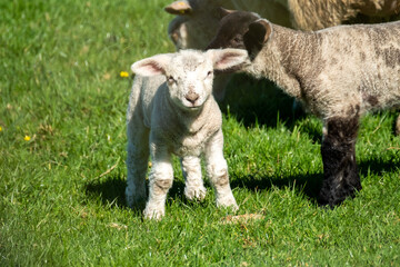 Freshly born cute lamb enjoying the pring sun in Ireland