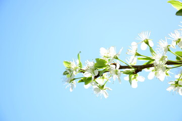 Weiße Blüten vor blauen Himmel - Frühling ist Blütezeit in Südtirol - Pflaumenblüten eines...