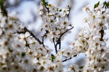 trees blooming with white flowers in springtime