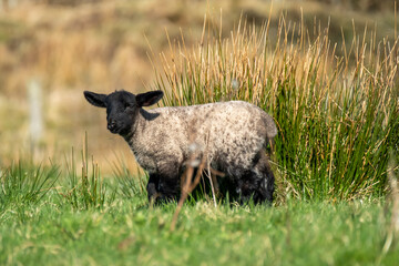 Freshly born cute lamb enjoying the pring sun in Ireland