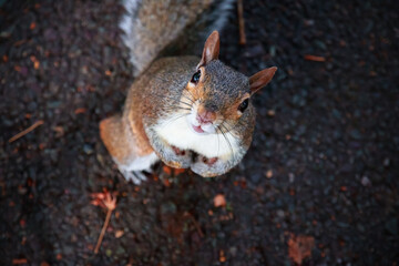 Squirrel looking up at camera in regent's park of London