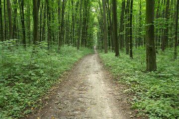 Fototapeta premium green Forest trees. nature green wood sunlight backgrounds