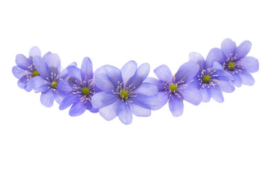 Fototapeta na wymiar Hepatica Nobilis - first Spring flower