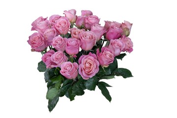 Bouquet of pink roses closeup isolated