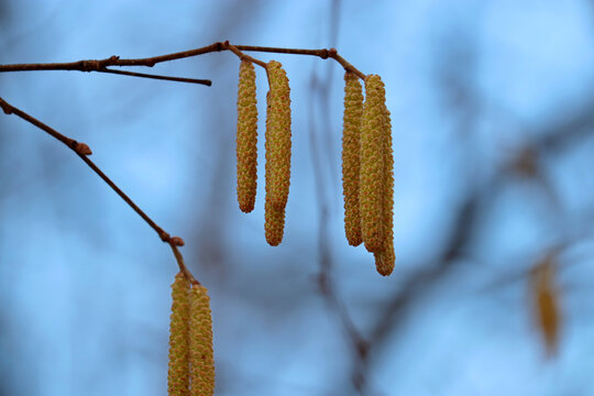 Hazel catkins on a tree branch close up. Forest in early spring